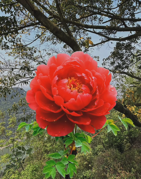 大本营智慧分享