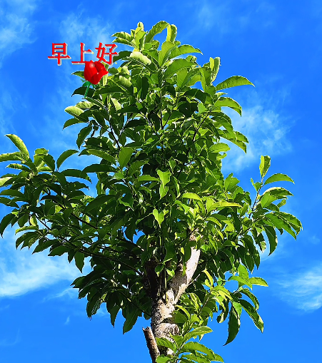 大本营早餐来了
