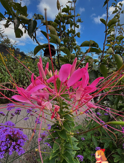 大本营早餐来了