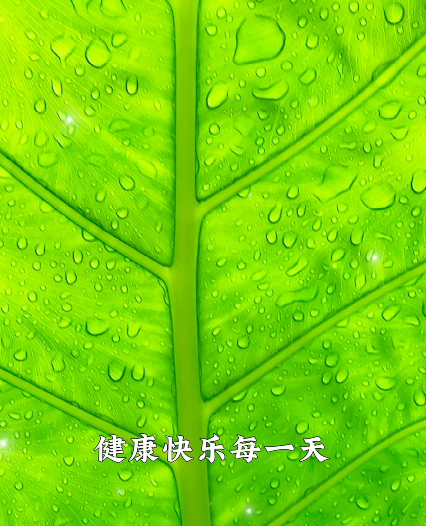 大本营早餐来了