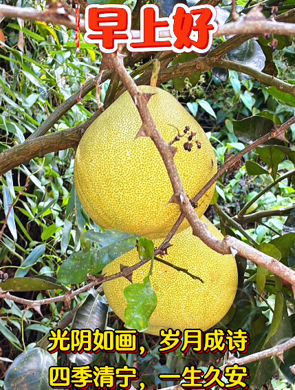 大本营早餐来了