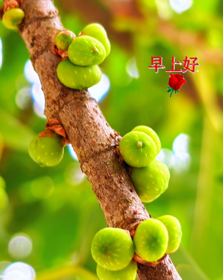 大本营早餐来了