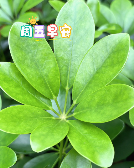 大本营早餐来了