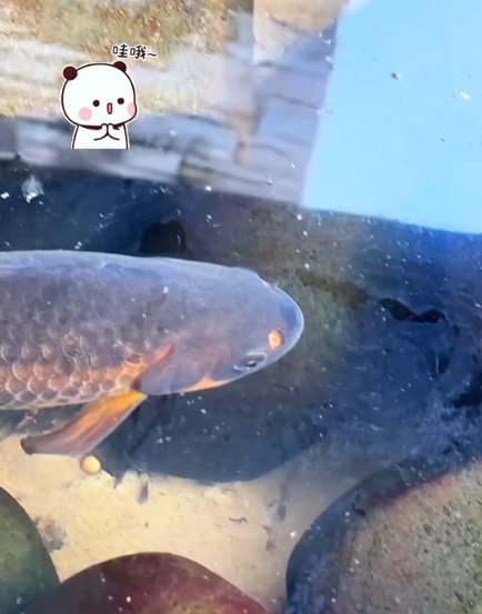 大本营早餐来了