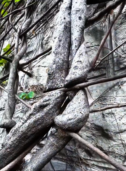 大本营早餐来了