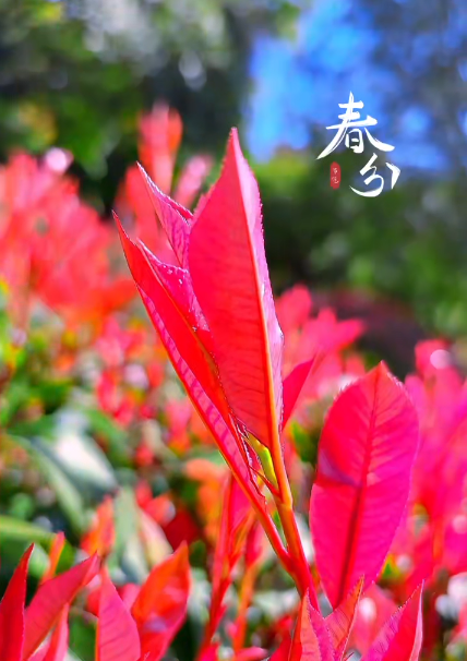 大本营早餐来了