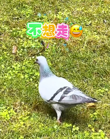 大本营早餐来了